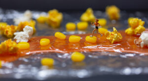 Macrophotography of People traversing over foil past sweetcorn