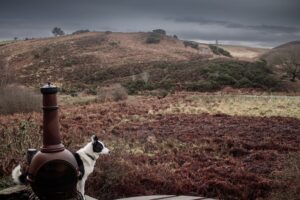 Whitby Moors